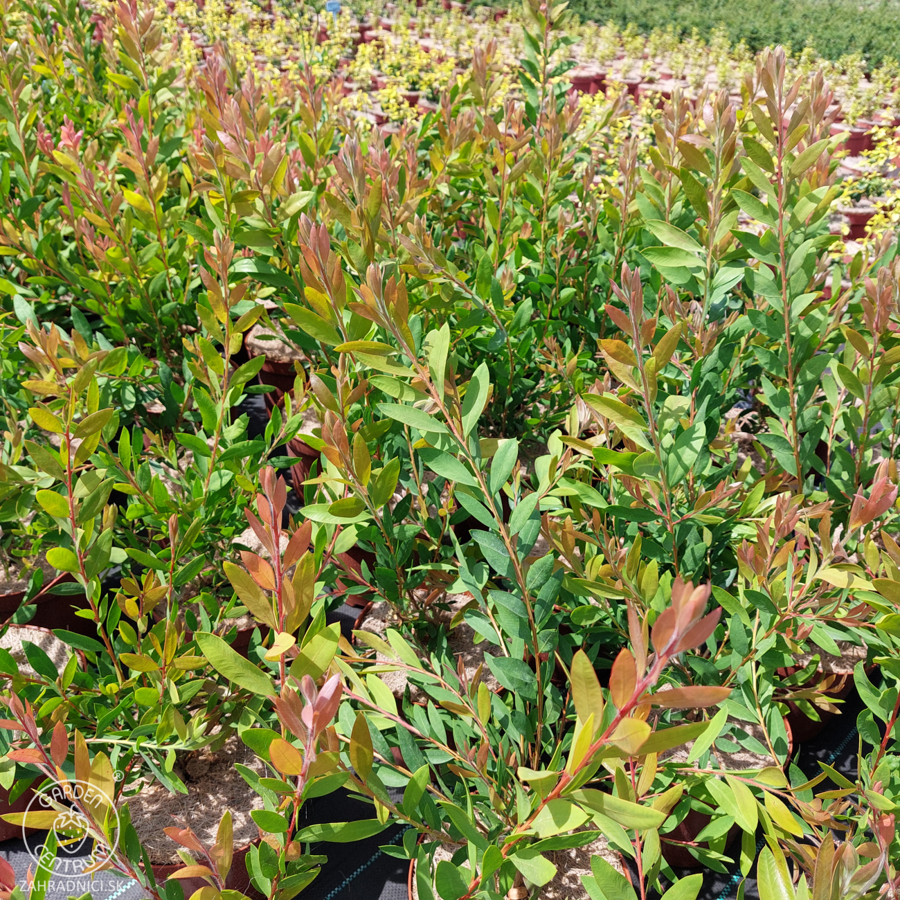 Obrázok Tyčinkovec kopijovitolistý (Callistemon citrinus) ´LAEVIS´ - výška 30-50 cm, C2L, červený 
